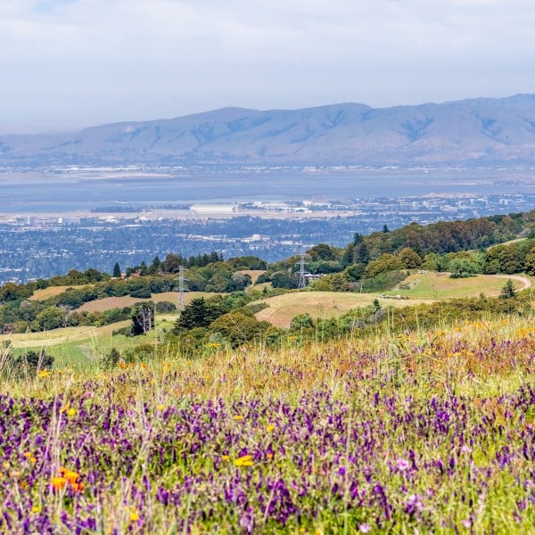 Go Local at Mountain View, California